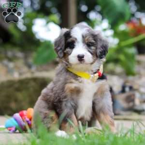 Tang, Mini Bernedoodle Puppy